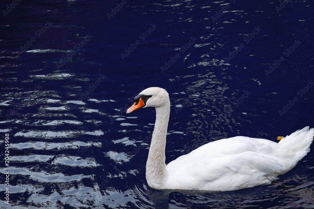 One white swan on lake blue water in the wild. Beautiful graceful swan swimming in a pond One white swan on lake blue water in the wild. Beautiful graceful swan swimming in a pond
