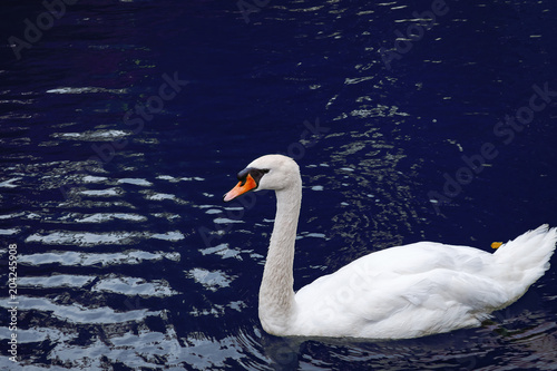 Fototapeta Naklejka Na Ścianę i Meble -  One white swan on lake blue water in the wild. Beautiful graceful swan swimming in a pond