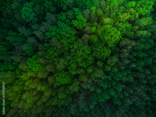 Colorful trees in spring forest,top down aerial