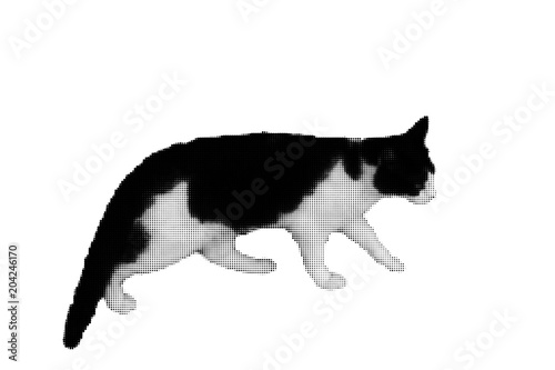 Walking cat. Isolated on wh...