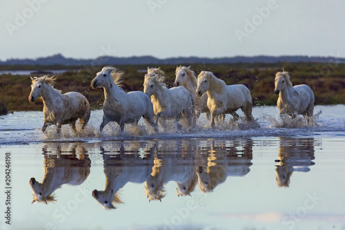 Cavalli della camargue  photo