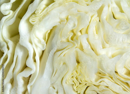 Close up to texture of inside a Cabbage