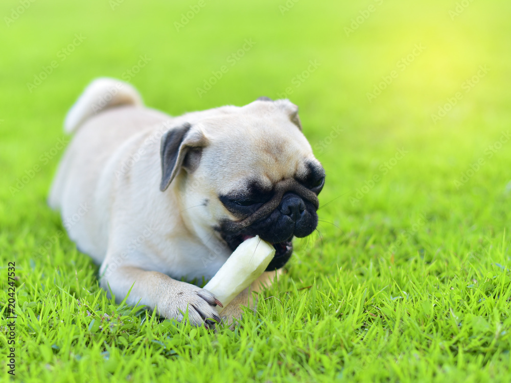 Cute little Pug with a bone in garden
