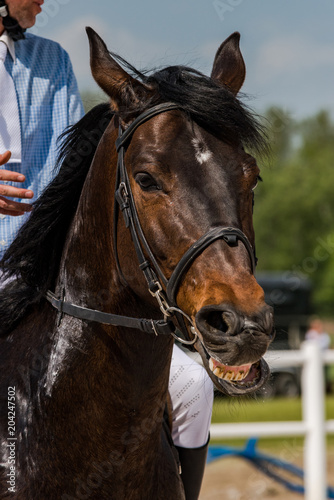 Race horse funny face portrait  with jockey © marcin jucha
