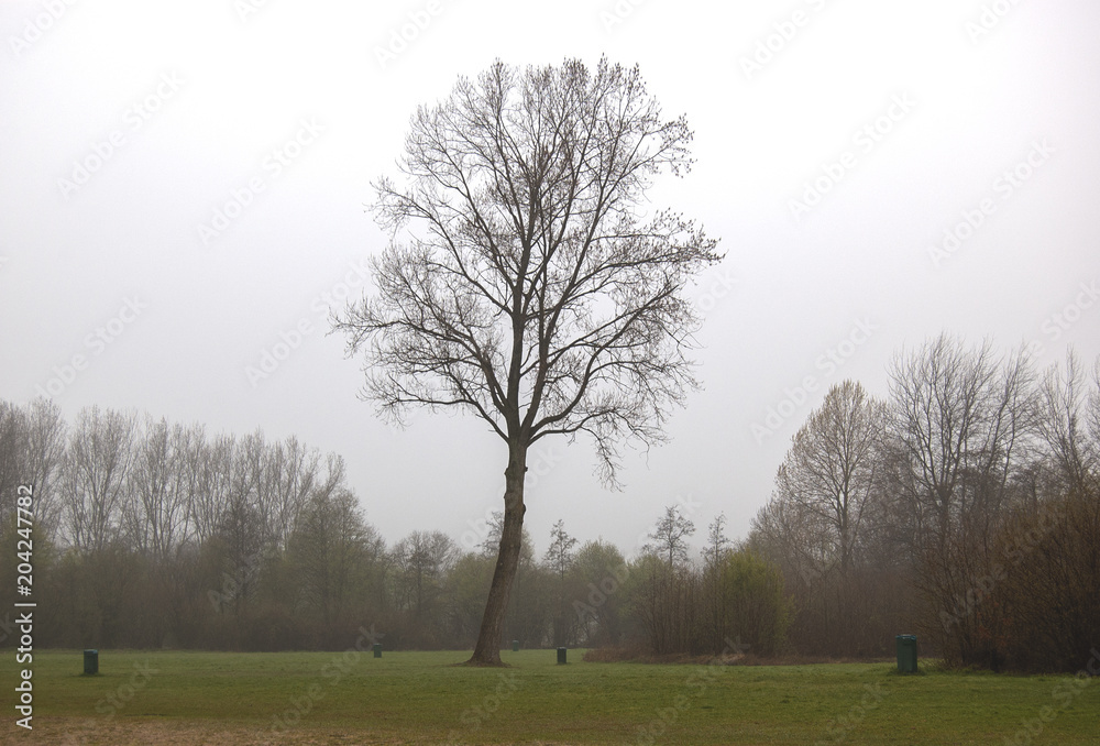 Obraz premium Tree in the mist on grass field with waste bins. Reeuwijk, the Netherlands.