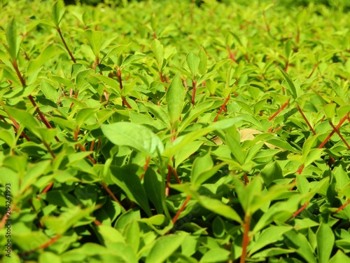 Wallpaper Mural ドウダンツツジ Torontodigital.ca