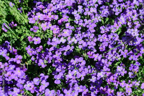 purple flowers on the field