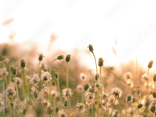 Fototapeta Naklejka Na Ścianę i Meble -  abstract nature flower grass