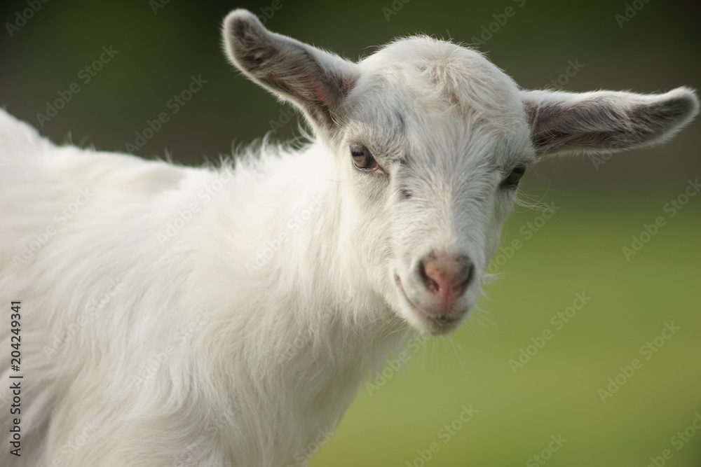 portrait of a white young goat outdoors portrait of a white young goat outdoors