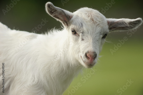 portrait of a white young goat outdoors