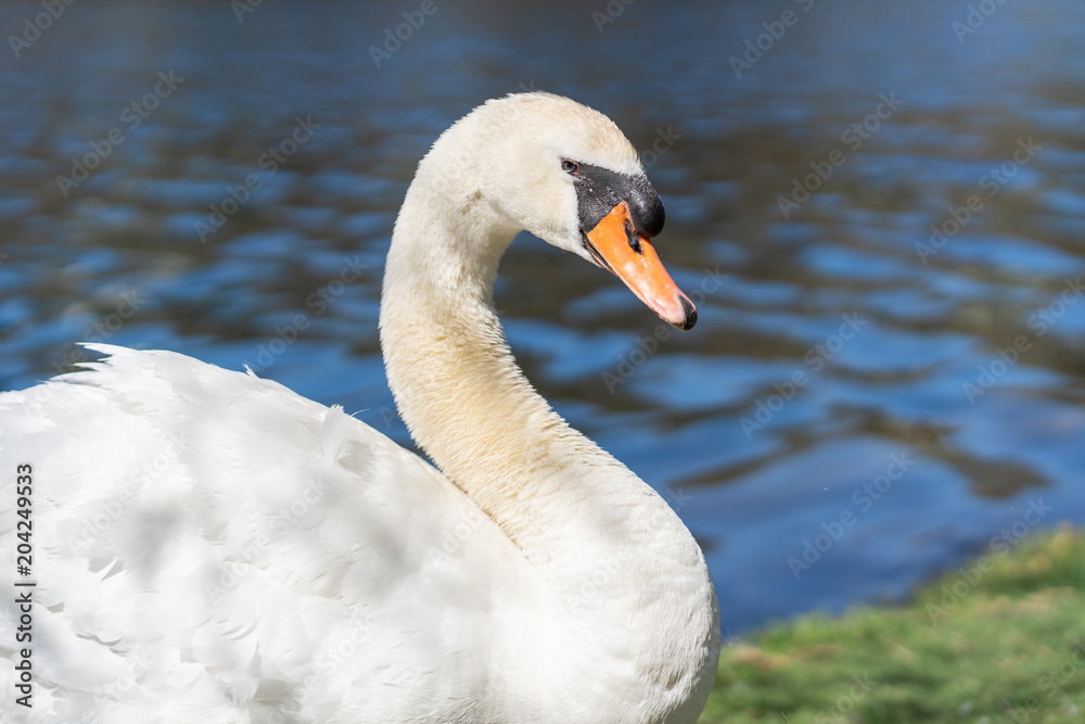 Beautiful graceful swan near a pond at springtime. Elegant bird grooming on water's edge, strong curved neck. Beautiful graceful swan near a pond at springtime. Elegant bird grooming on water's edge, strong curved neck.