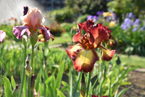 Fototapeta Naklejka Na Ścianę i Meble -  Jardin d'iris au printemps