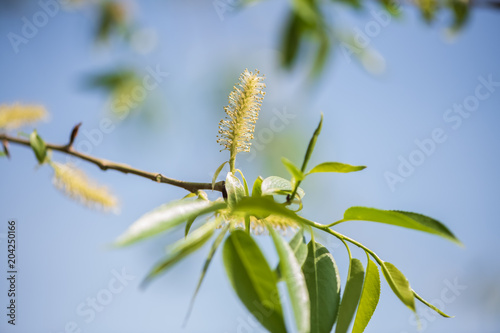 Earrings on white willow branches against the blue sky. A small fly on a young green leaf. Blurred background.