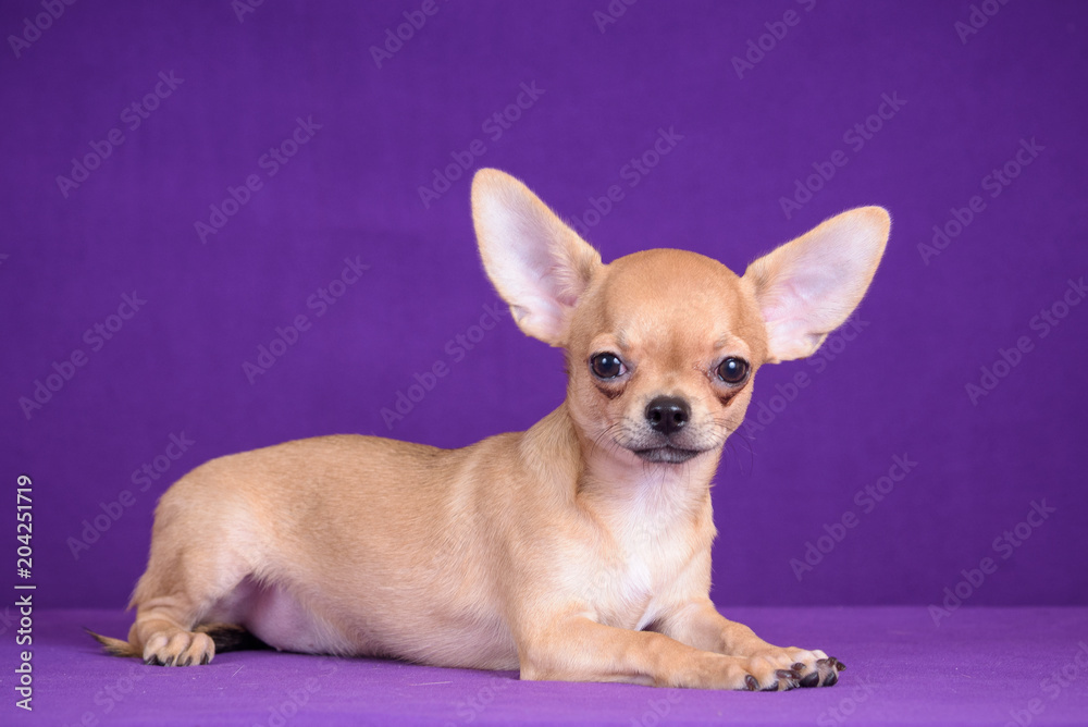 Chihuahua puppy. Chihuahua puppy.