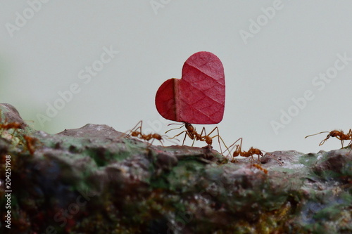 Leaf cutter ants carry leaves along their route to their final destination.
