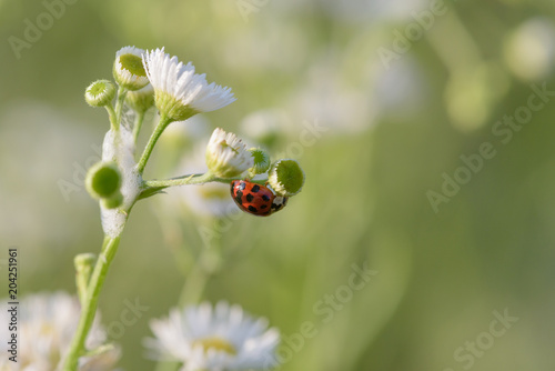 Upside Down Ladybug on Small White Wildflowers