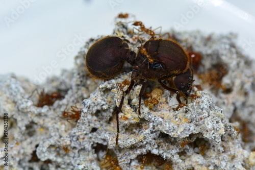 фотографія Leaf cutter ant Queen with some of her soldiers.