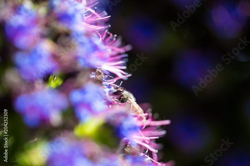 Bee collecting pollen from a purple flower macro