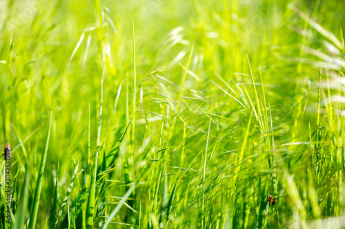 meadow grass close-up. Green field grass in the sun. Green herbal background. Grass background