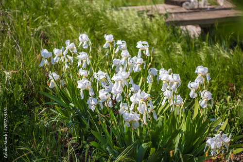 iris flowers close-up in sun lights. Iris in garden. Flower white iris