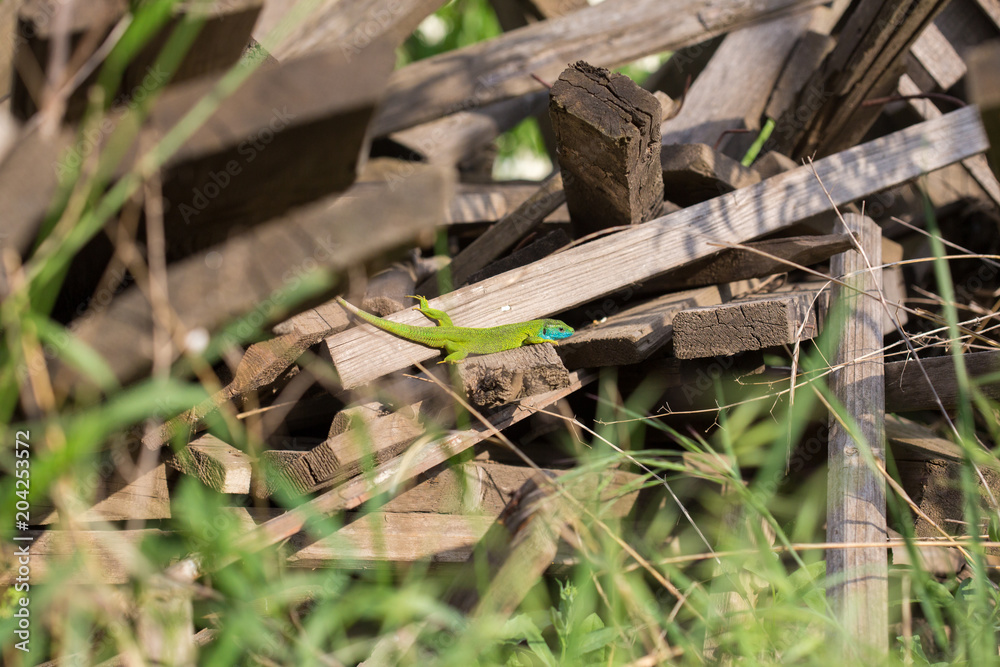 lizard green Lacerta viridis. A green lizard in a natural habitat. Lacerta viridis close-up. lizard green Lacerta viridis. A green lizard in a natural habitat. Lacerta viridis close-up.