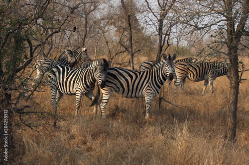 The herd of plains zebras  Equus quagga  formerly Equus burchellii  standing in high  dry and yellow grass and bushes