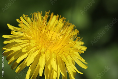 Fototapeta Naklejka Na Ścianę i Meble -  Dandelion