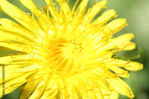 Fototapeta Naklejka Na Ścianę i Meble -  Dandelion