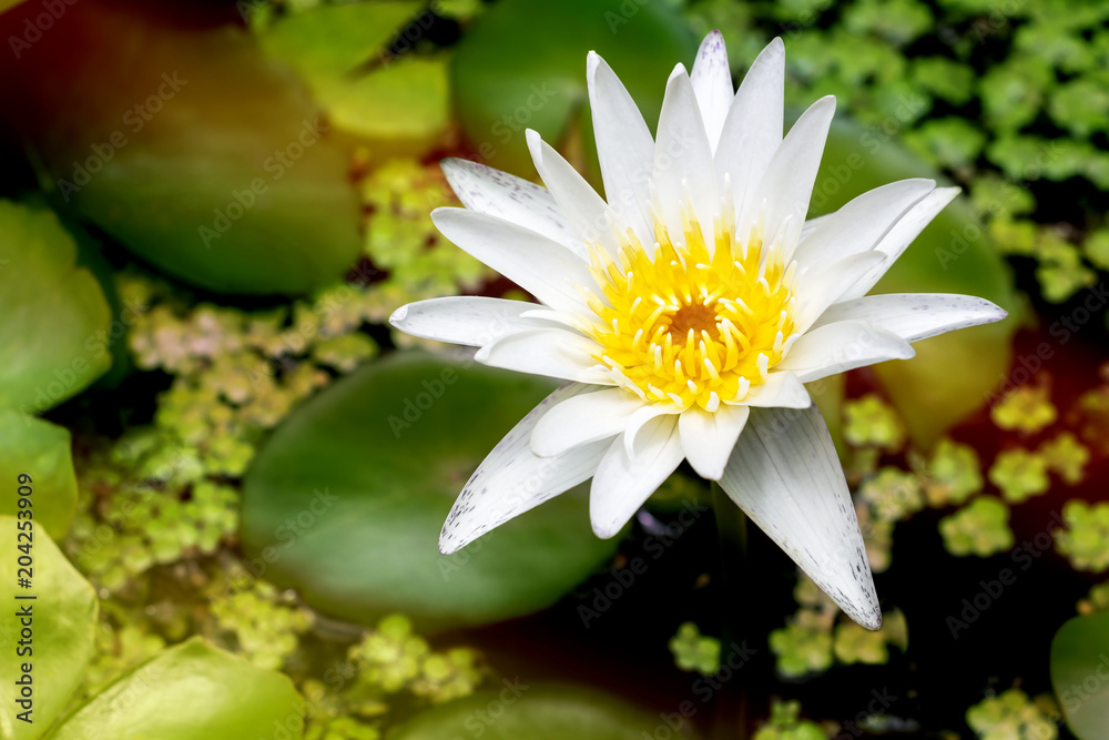 Beautiful white lotus flower with green leaf in pond is complimented by the rich colors of the water surface. Beautiful white lotus flower with green leaf in pond is complimented by the rich colors of the water surface.