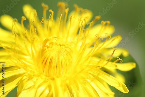 Fototapeta Naklejka Na Ścianę i Meble -  Dandelion