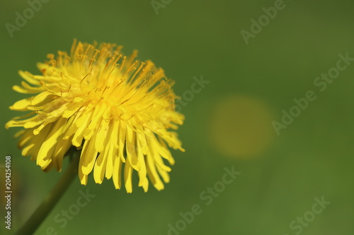 Fototapeta Naklejka Na Ścianę i Meble -  Dandelion