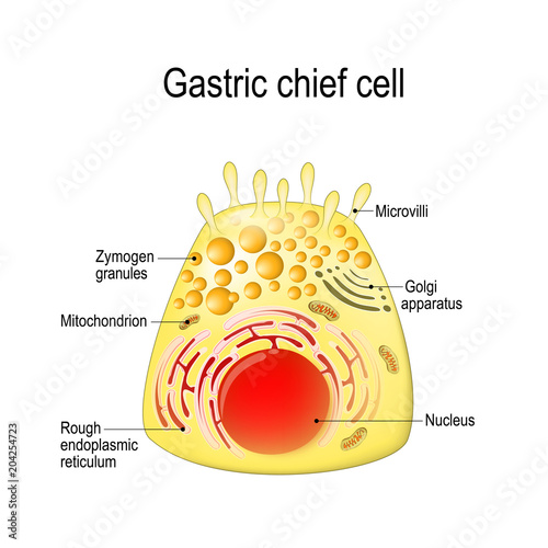 Gastric chief (peptic, gastric zymogenic) cell.