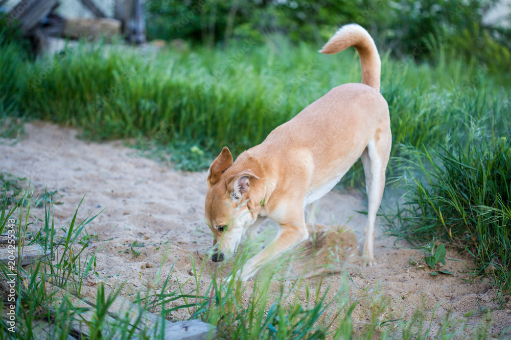 red-haired dog playing on grass. dog sporting in nature. big cute dog on sunny day in meadow red-haired dog playing on grass. dog sporting in nature. big cute dog on sunny day in meadow