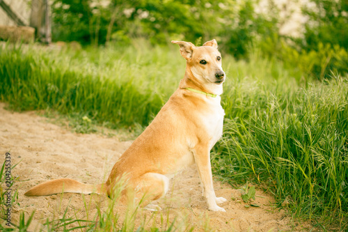 red-haired dog playing on grass. dog sporting in nature. big cute dog on sunny day in meadow © Alexey Lesik