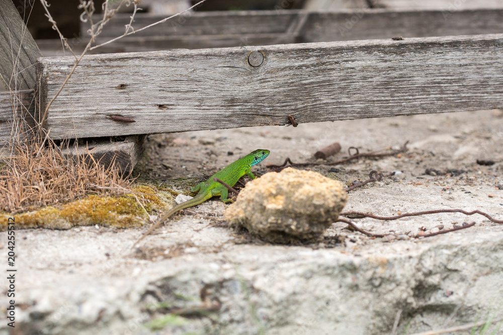Obraz premium lizard green Lacerta viridis. A green lizard in a natural habitat. Lacerta viridis close-up.