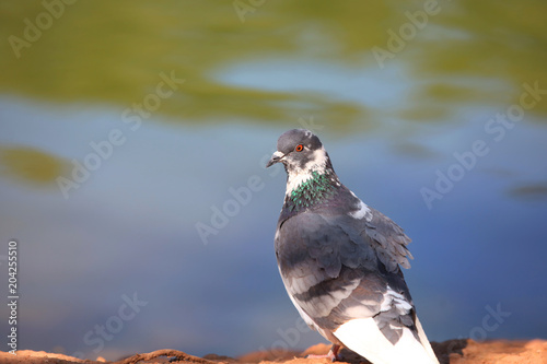 Close up shot of wild pigeon by the lake