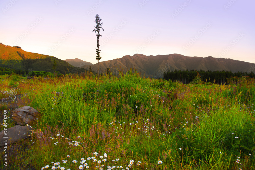 Obraz premium Spring landscape under evening sun light