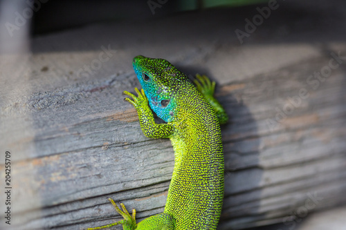 lizard green Lacerta viridis. A green lizard in a natural habitat. Lacerta viridis close-up.