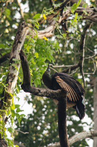 The green peafowl is walking for food on the ground