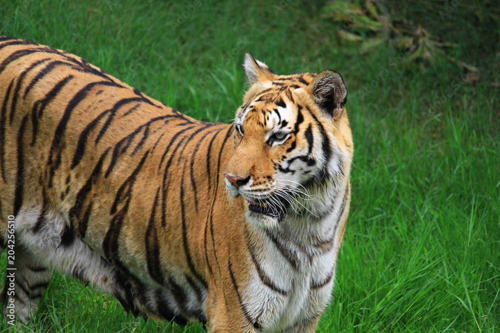 Tigers walk on grass, live in zoos.