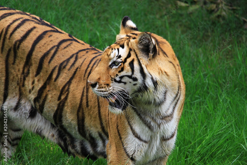 Tigers walk on grass, live in zoos.