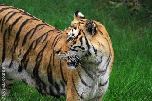 Tigers walk on grass  live in zoos.