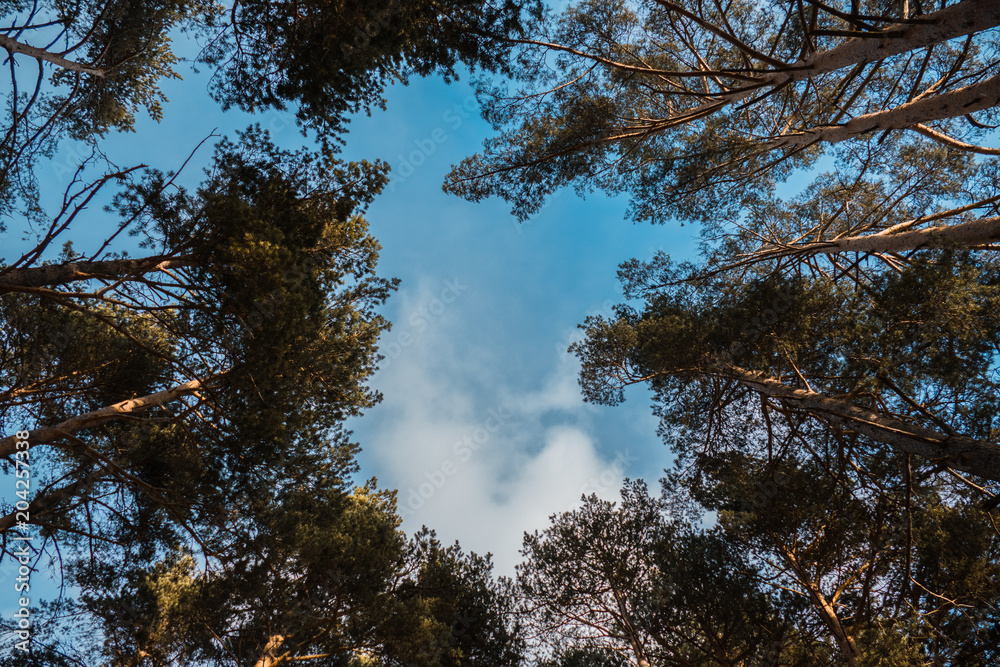 Obraz premium Forest sky