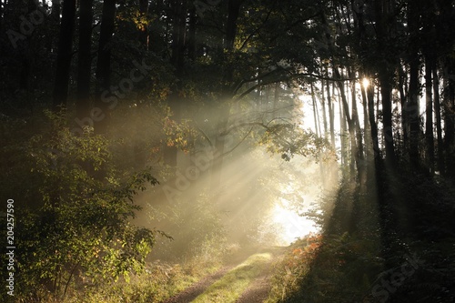 Country road through the forest on an autumn morning, Poland © Aniszewski