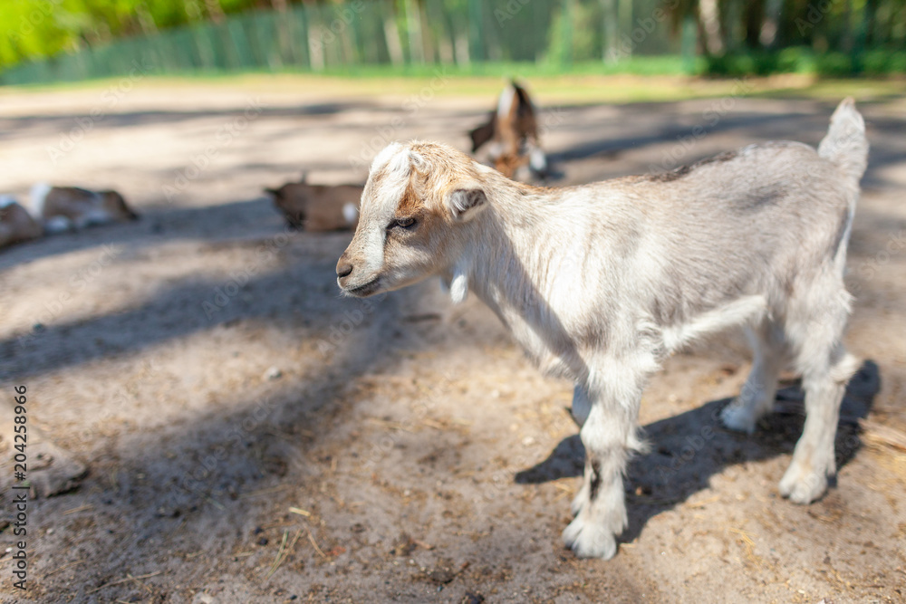 a young goat stands in the tree shadow