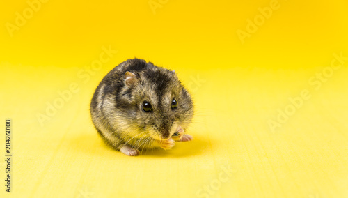 Obraz na plátně Hamster gray Siberian on a yellow background. eats