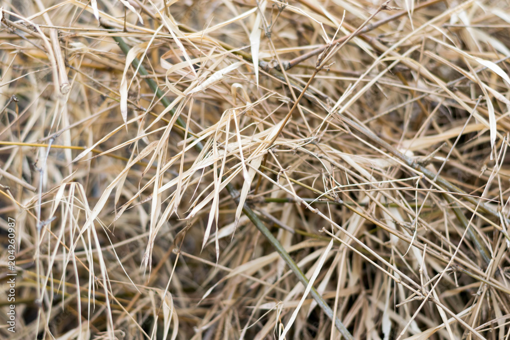 texture Dry grass and surface and background