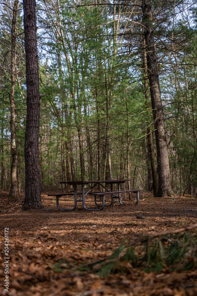 Table / bench in the dense woods / forest Table / bench in the dense woods / forest