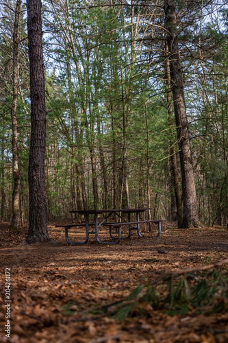 Table   bench in the dense woods   forest