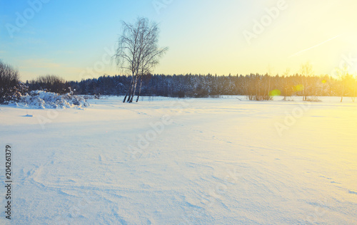 Frosty winter landscape with birches illuminated by rising sun.